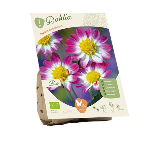 Bio Dahlia 'Sweetheart'