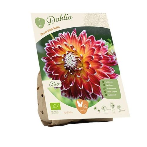 Bio Dahlia 'Akita'