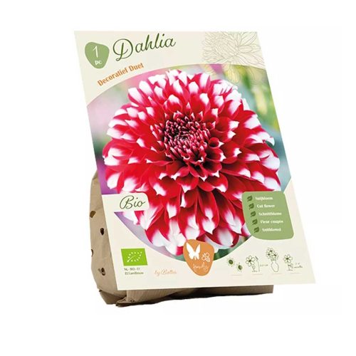 Bio Dahlia 'Duet'