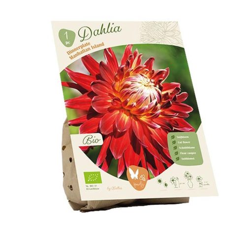 Bio Dahlia 'Manhattan Island'