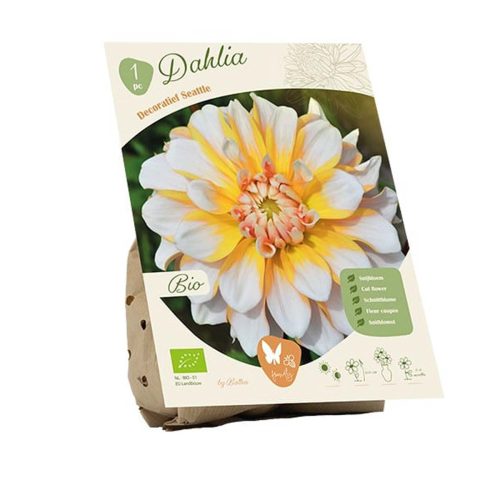 Bio Dahlia 'Seattle'