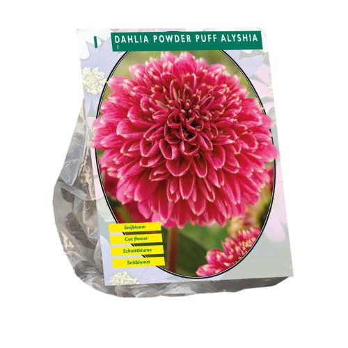 Dahlia 'Powder Puff Alyshia'