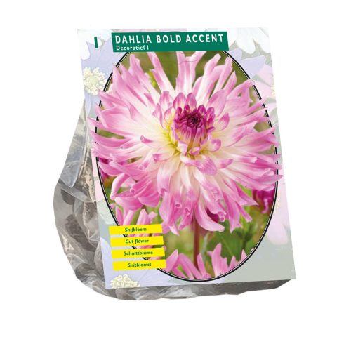 Dahlia 'Bold Accent'