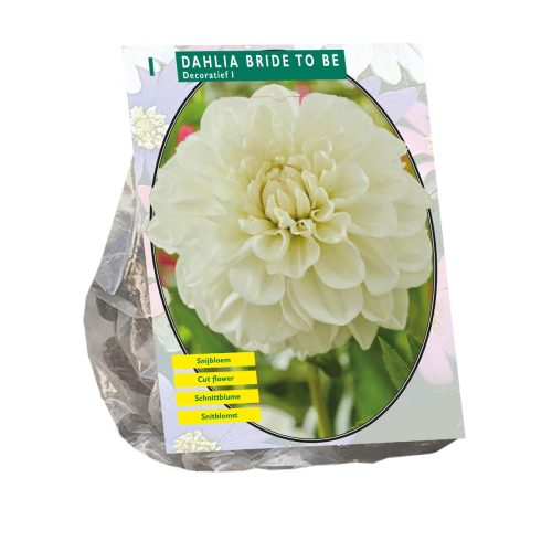 Dahlia 'Bride to Be'