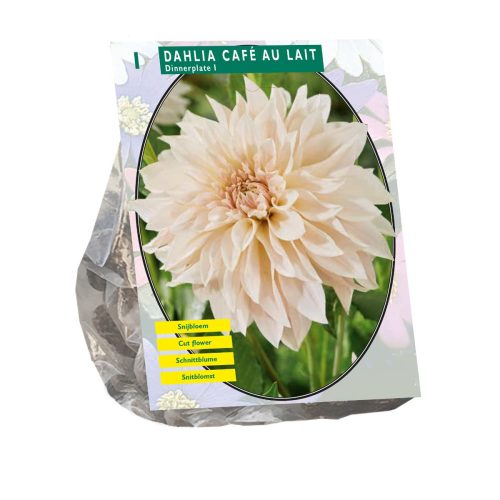 Dahlia 'Café au Lait'