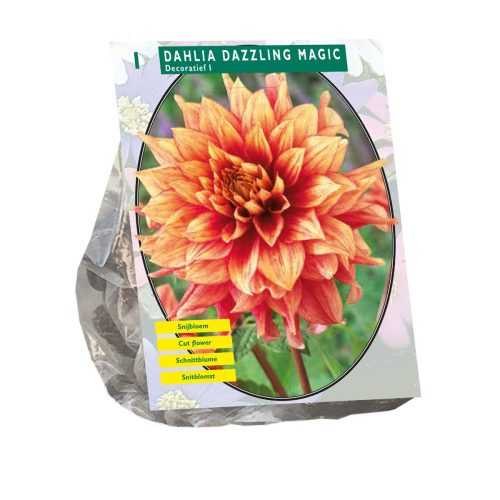 Dahlia 'Dazzling Magic'
