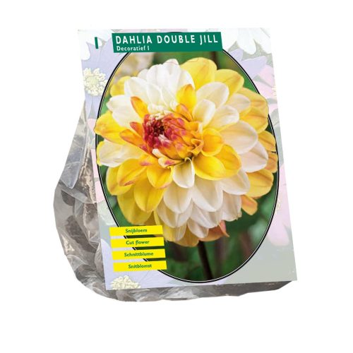 Dahlia 'Double Jill'