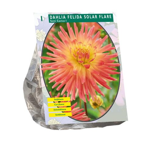 Dahlia 'Felida Solar Flare'