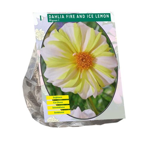 Dahlia 'Fire and Ice Lemon'