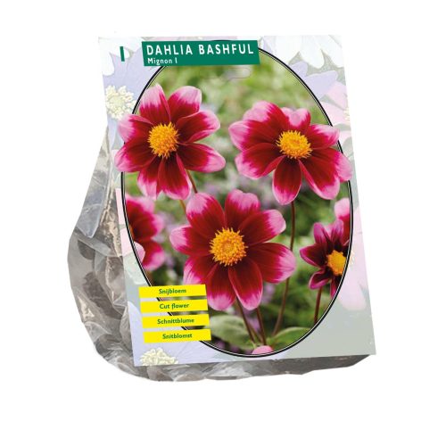 Dahlia 'Mignon Bashful'