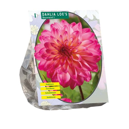 Dahlia 'Loe'
