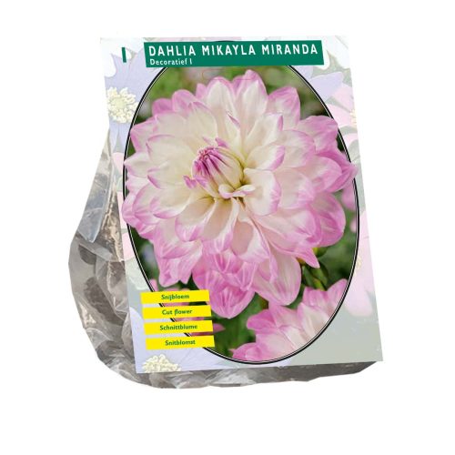 Dahlia 'Mikayla Miranda'