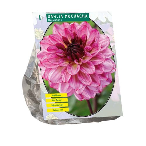 Dahlia 'Muchacha'
