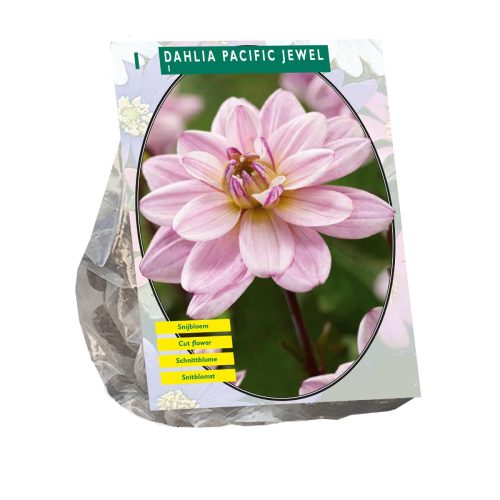 Dahlia 'Pacific Jewel'