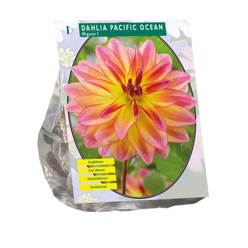 Dahlia 'Pacific Ocean'