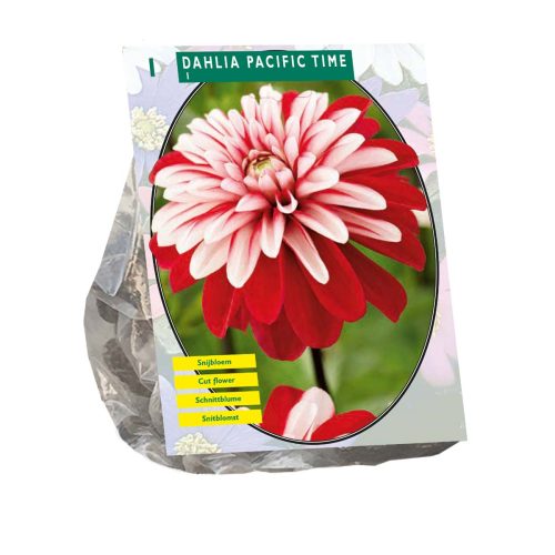 Dahlia 'Pacific Time'