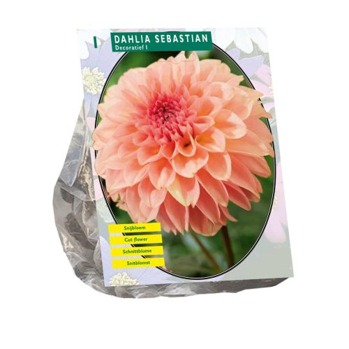 Dahlia 'Sebastian'