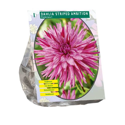 Dahlia 'Striped Ambition'