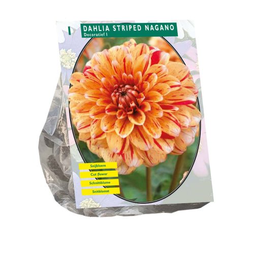 Dahlia 'Striped Nagano'