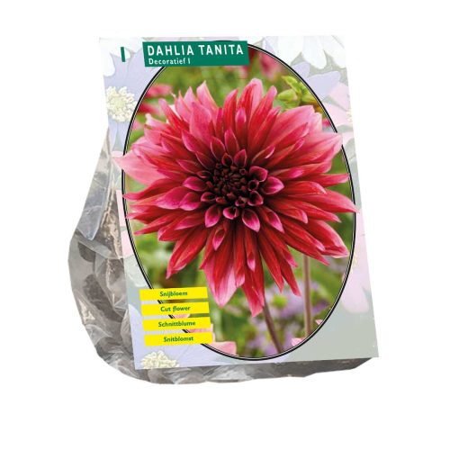 Dahlia 'Tanita'