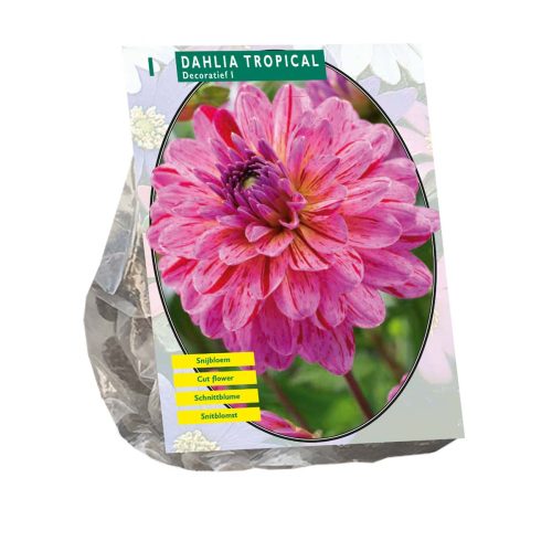 Dahlia 'Tropical'