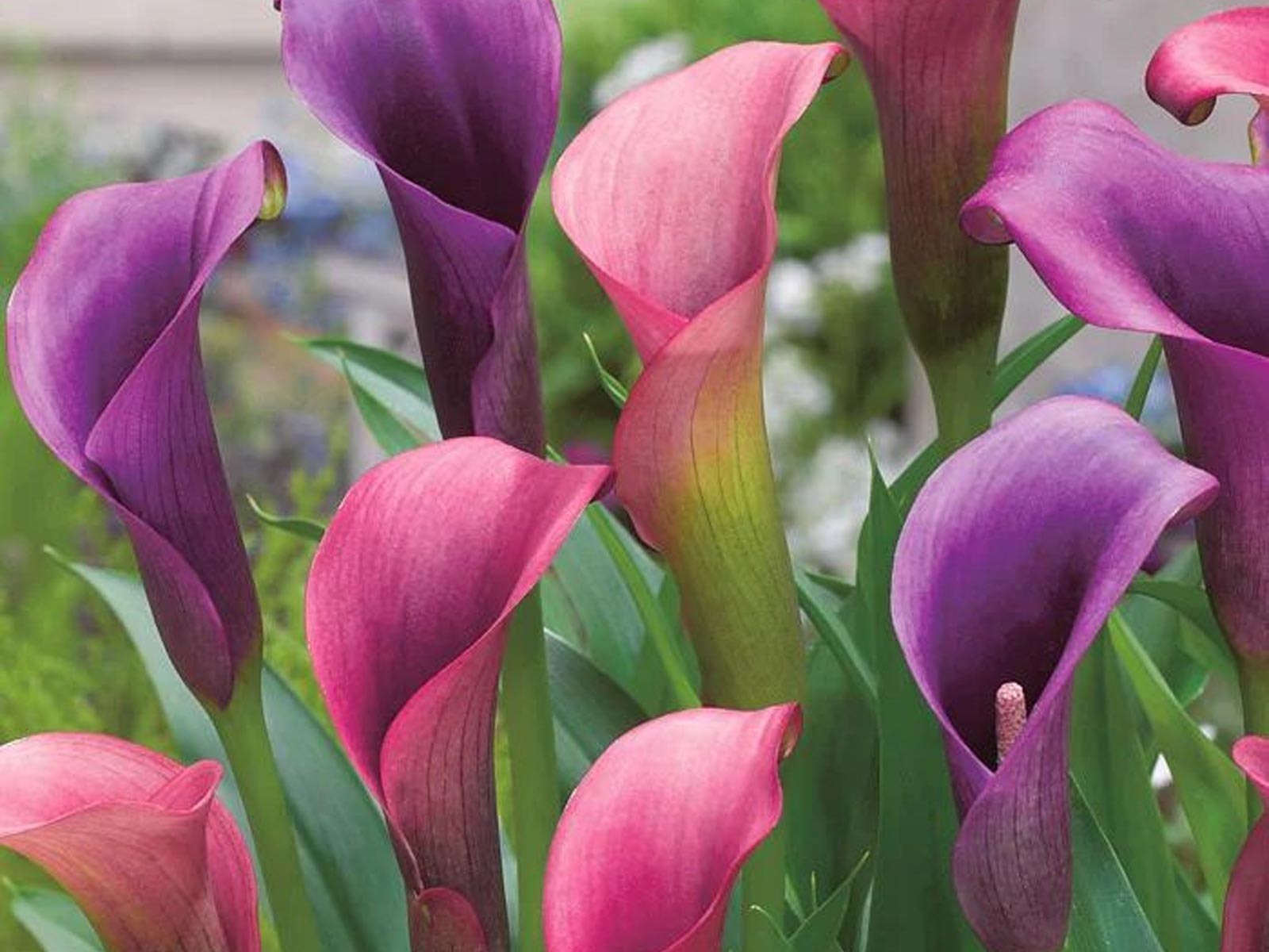 Urban Flowers - Night Dreams — pack of 3 - Image 2