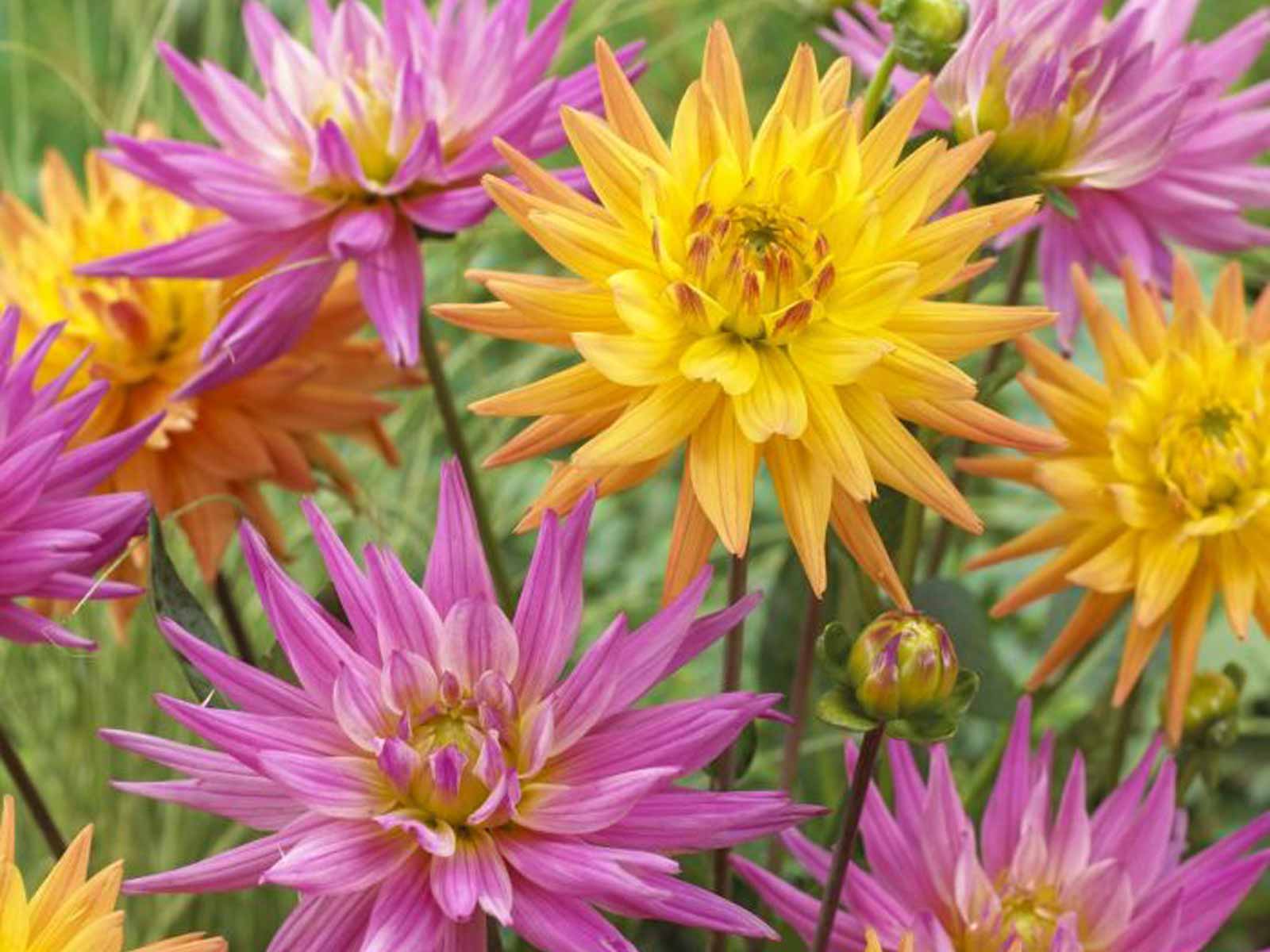 Urban Flowers - Sweet Windmill — pack of 3 - Image 2