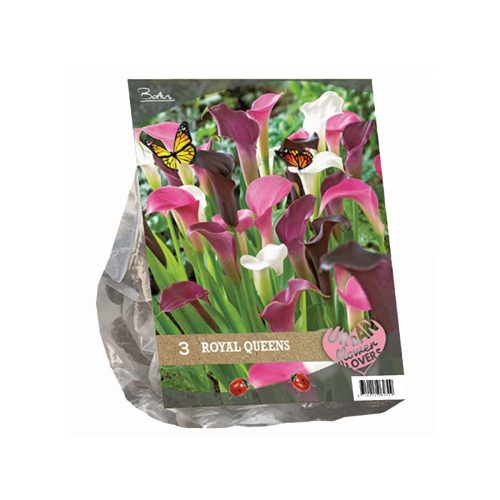 Urban Flowers - Royal Queens — pack of 3