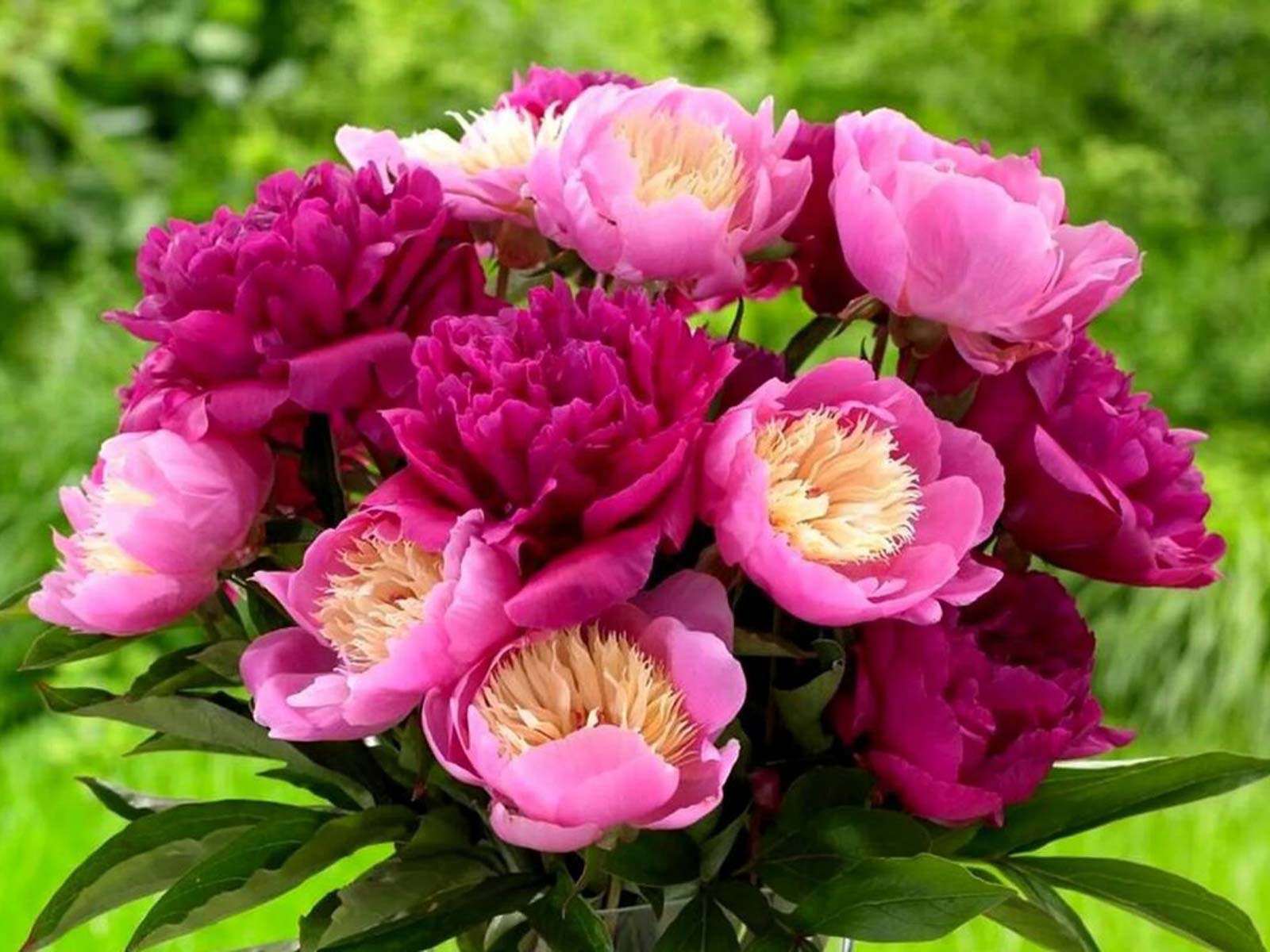 Urban Flowers – Pink Match — pack of 2 - Image 2