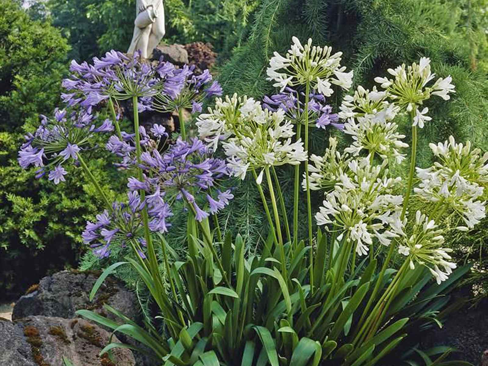 Urban Flowers - Flowers of Love — pack of 2 - Image 4