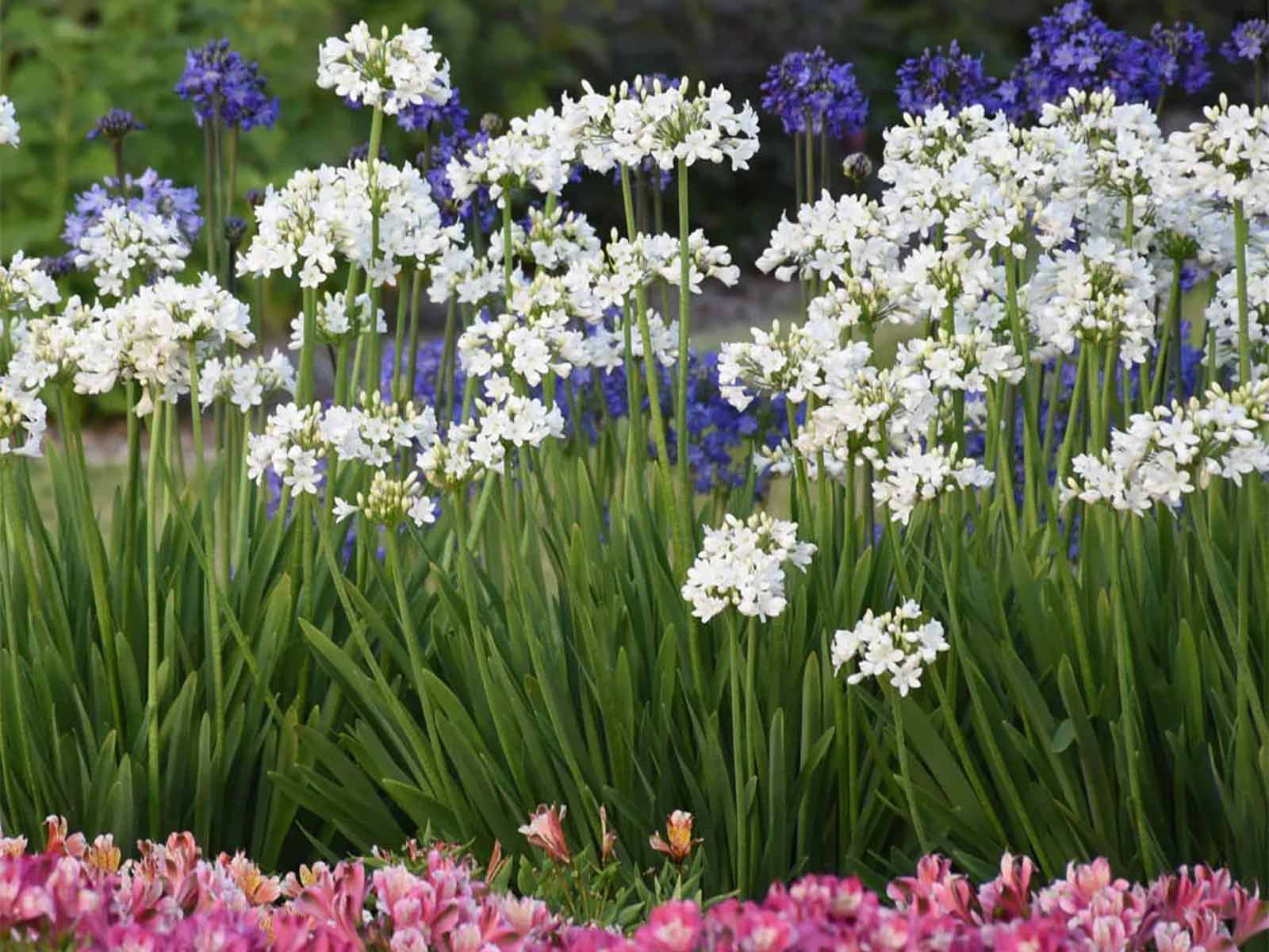 Urban Flowers - Flowers of Love — pack of 2 - Image 2