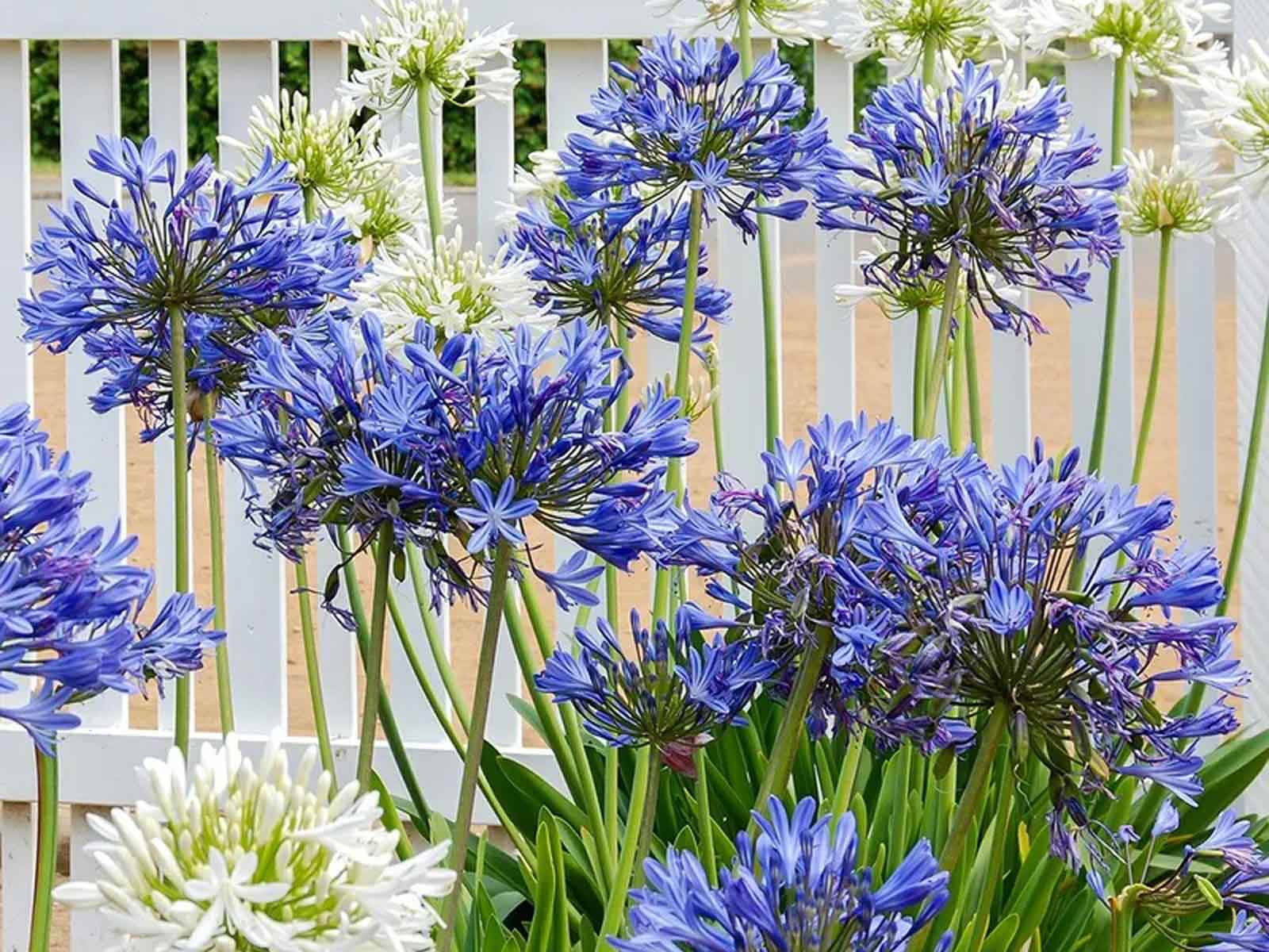 Urban Flowers - Flowers of Love — pack of 2 - Image 3