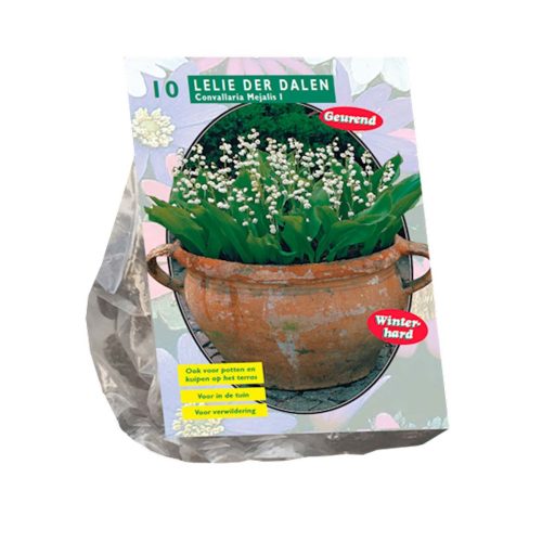 Lily of The Valley (Convallaria Majalis) — pack of 10