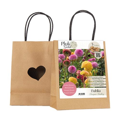 PLUKGELUK | Dahlia Pompon Seedling Mix of 5