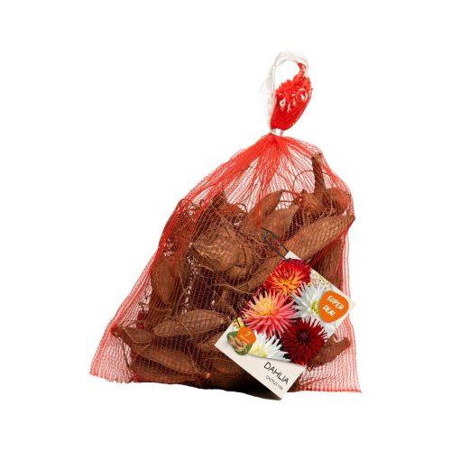 Dahlia Seedling Cactus – Mix 7 tubers