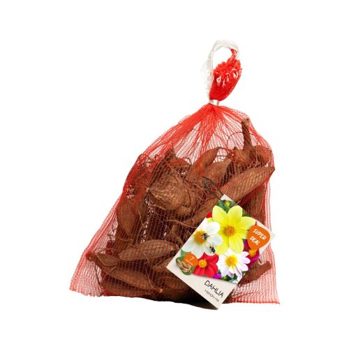 Dahlia Seedling Mignon – Mix 7 tubers