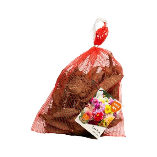 Dahlia Seedling Variety – Mix 7 tubers