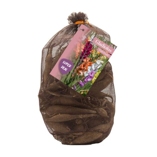 Netlon - Gladiolus Tutti Frutti Mix pack of 40