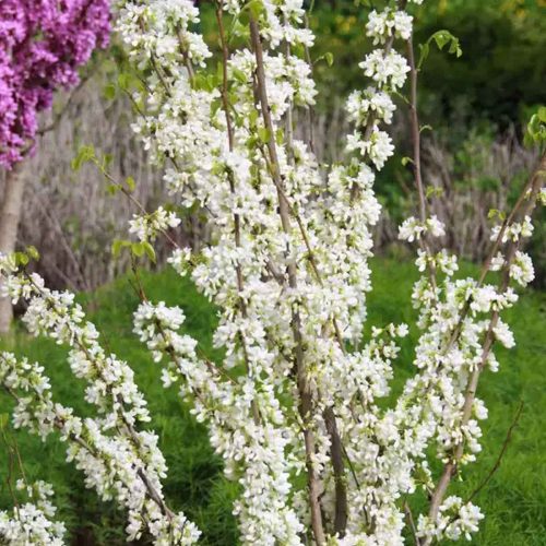 Cercis Chinensis 'Shirobana' (Chinese Redbud 'Shirobana') - Shrub