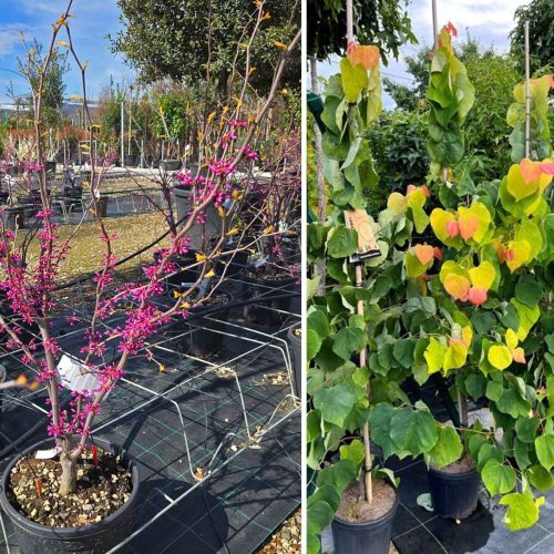Cercis Canadensis 'The Rising Sun' (Eastern Redbud 'The Rising Sun') - Shrub
