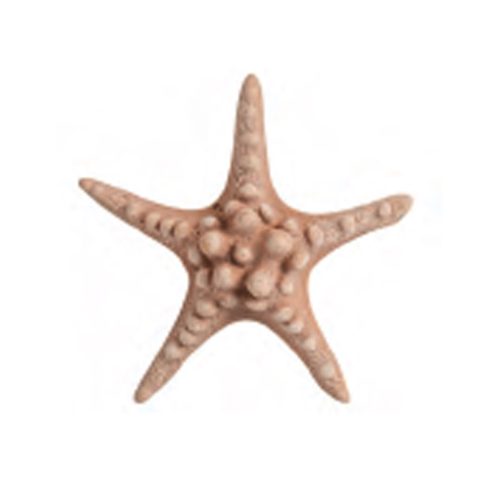 Small Starfish