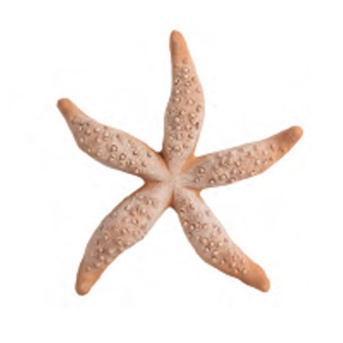 Large Starfish
