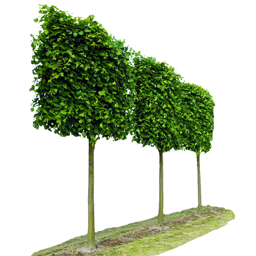 Standard Pleached Trees