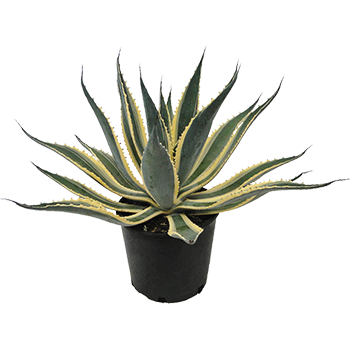 Exotic Plants, Shrubs and Succulents