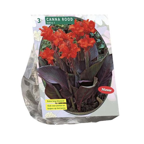 Canna Dark Red Leafed Red — pack of 3