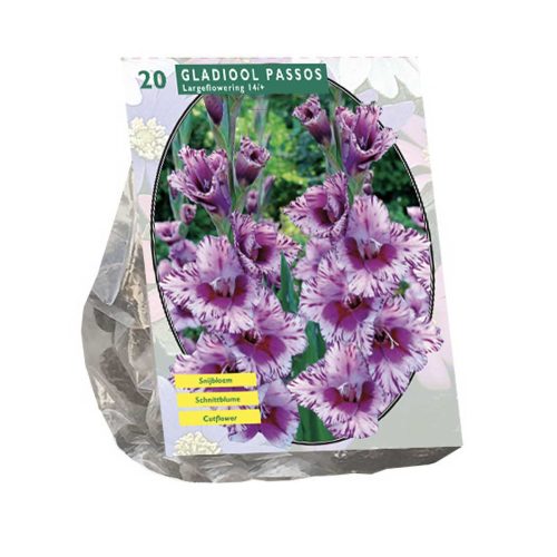 Gladiolus 'Passos' — pack of 20