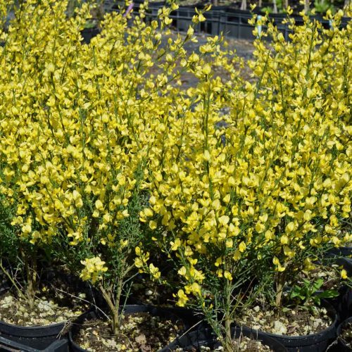 Cytisus x Praecox (Scotch Broom / Warminster Broom)