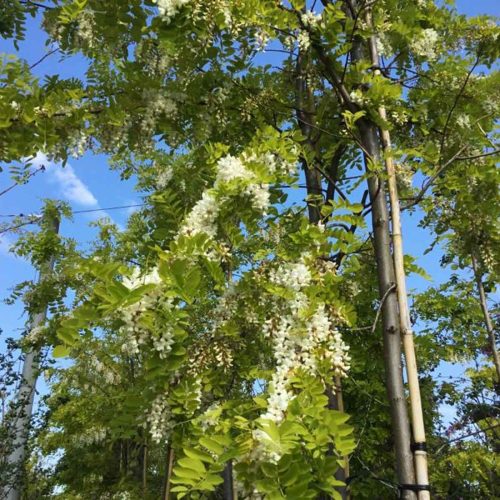 Robinia Pseudoacacia 'Frisia' (False Acacia 'Frisia') - Standard