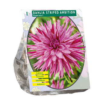 Dahlia Bulbs and Tubers