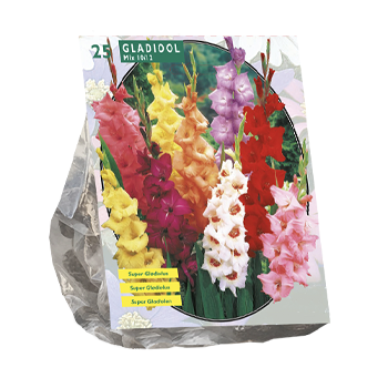 Gladiolus & Gladioli corms